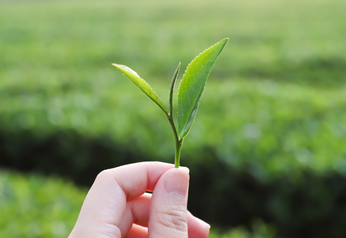 From Tea Farm To Table for Quality